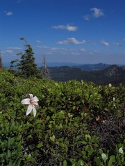 Lilium washingtonianum