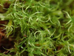 Tortella tortuosa