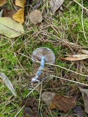 Stropharia caerulea