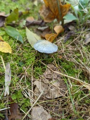 Stropharia caerulea