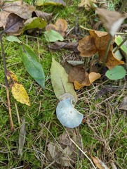 Stropharia caerulea