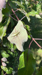 Oecanthus nigricornis