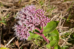Grazielia brevipetiolata