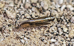 Tagosodes albolineosus