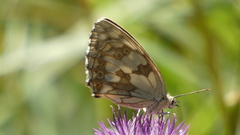 Melanargia lachesis