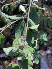 Cotoneaster franchetii