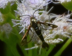 Synanthedon