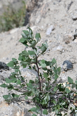 Ambrosiinae