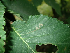 Stigmella ulmivora