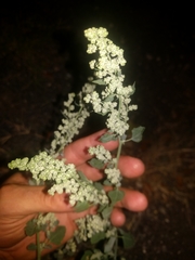 Chenopodium opulifolium