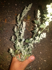 Chenopodium opulifolium