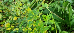 Thalictrum delavayi