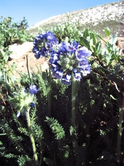 Polemonium viscosum