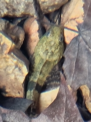 Cottus carolinae