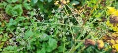 Thalictrum delavayi