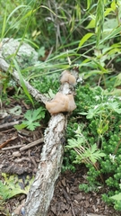 Auricularia
