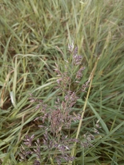 Poa