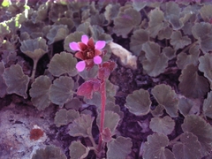 Telesonix heucheriformis