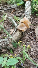 Auricularia