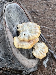 Laetiporus