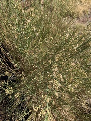 Baccharis sergiloides