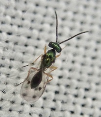 Miscogastrinae