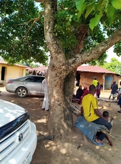 Ficus