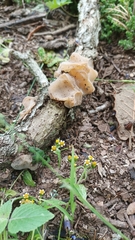 Auricularia