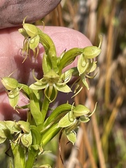 Habenaria repens