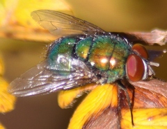 Lucilia coeruleiviridis
