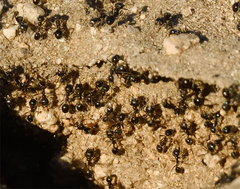 Veromessor pergandei