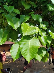 Ficus