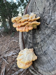 Laetiporus