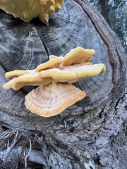 Laetiporus