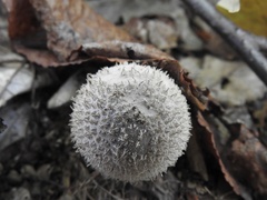 Lycoperdon mauryanum