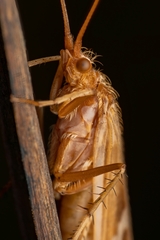 Limnephilus lunatus