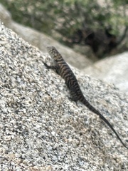Sceloporus orcutti