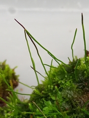 Anthoceros