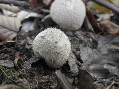 Lycoperdon mauryanum
