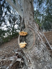 Laetiporus