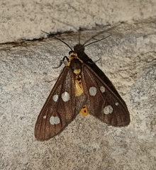 Dysauxes famula