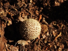 Lycoperdon mauryanum
