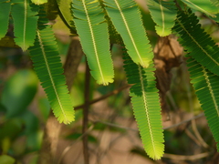 Phyllanthus emblica