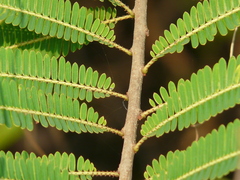 Phyllanthus emblica