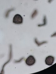 Anthoceros