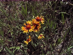 Gaillardia