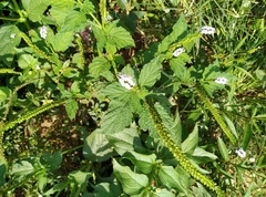 Heliotropium