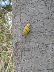 Amphidromus poecilochroa