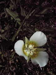 Calochortus gunnisonii
