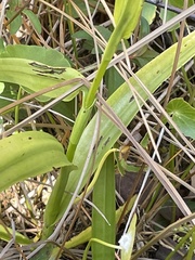 Habenaria repens